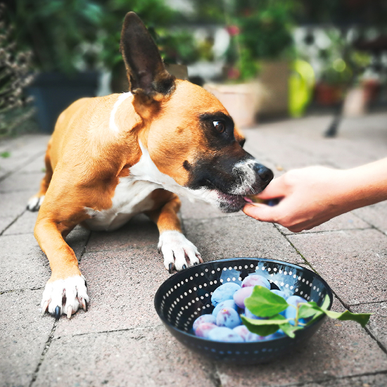 Tag 2 ganzleckersaisonalwoche Pflaumen ganz &amp; gerngesehen